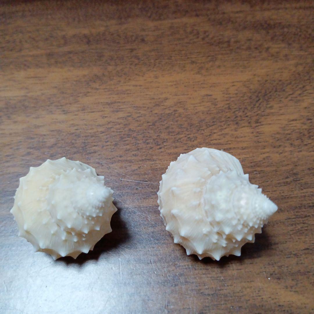 貝殻標本　イガギンエビス②