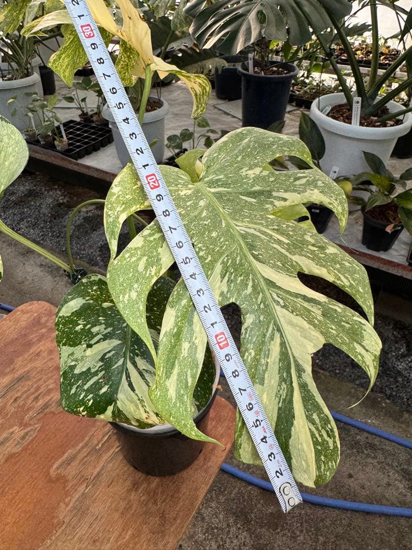 け*ん様 R4モンステラ　タイコンステレーション　スターライト