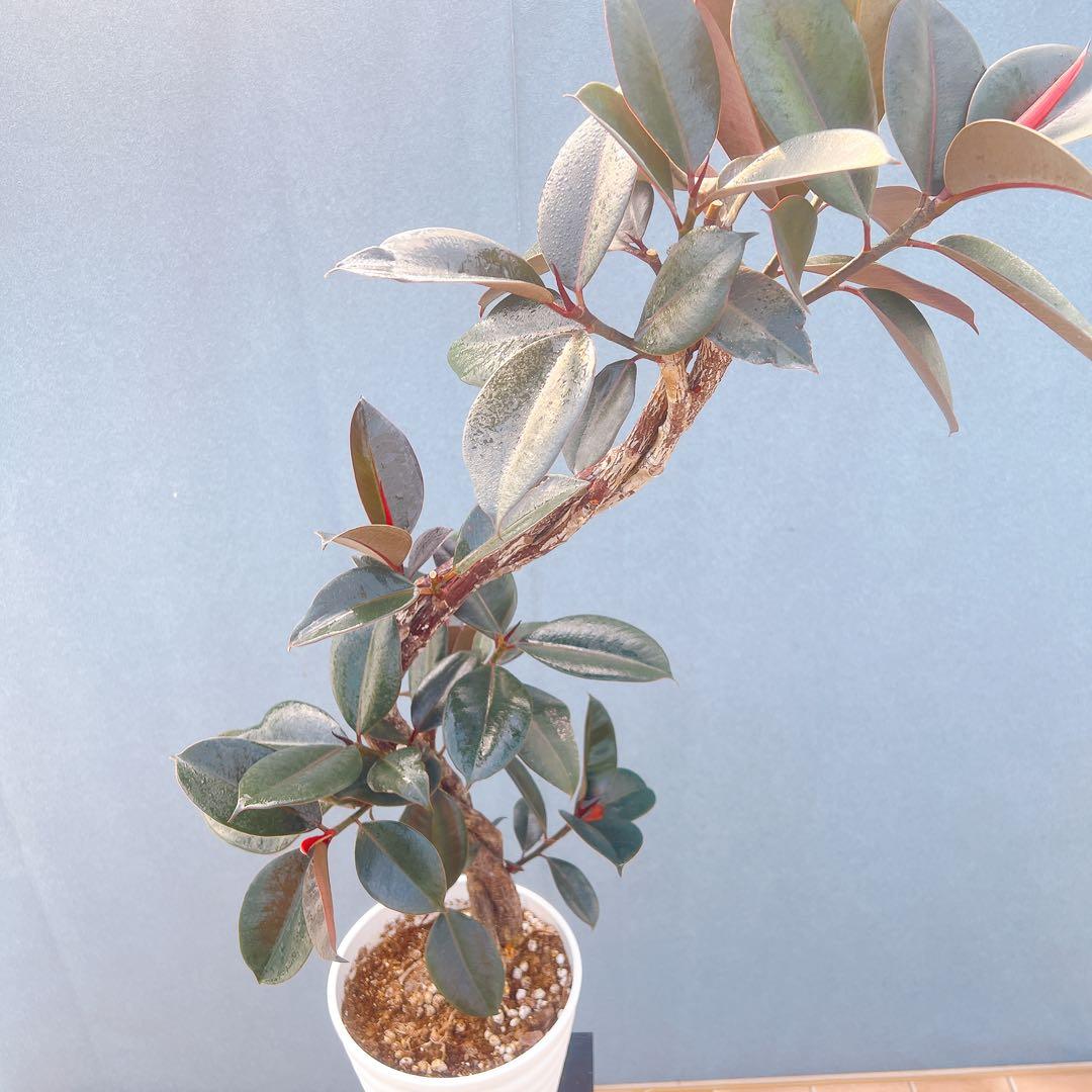 現品　フィカス　ゴムの木　バーガンディ　10番　フィカスバーガンディ　観葉植物