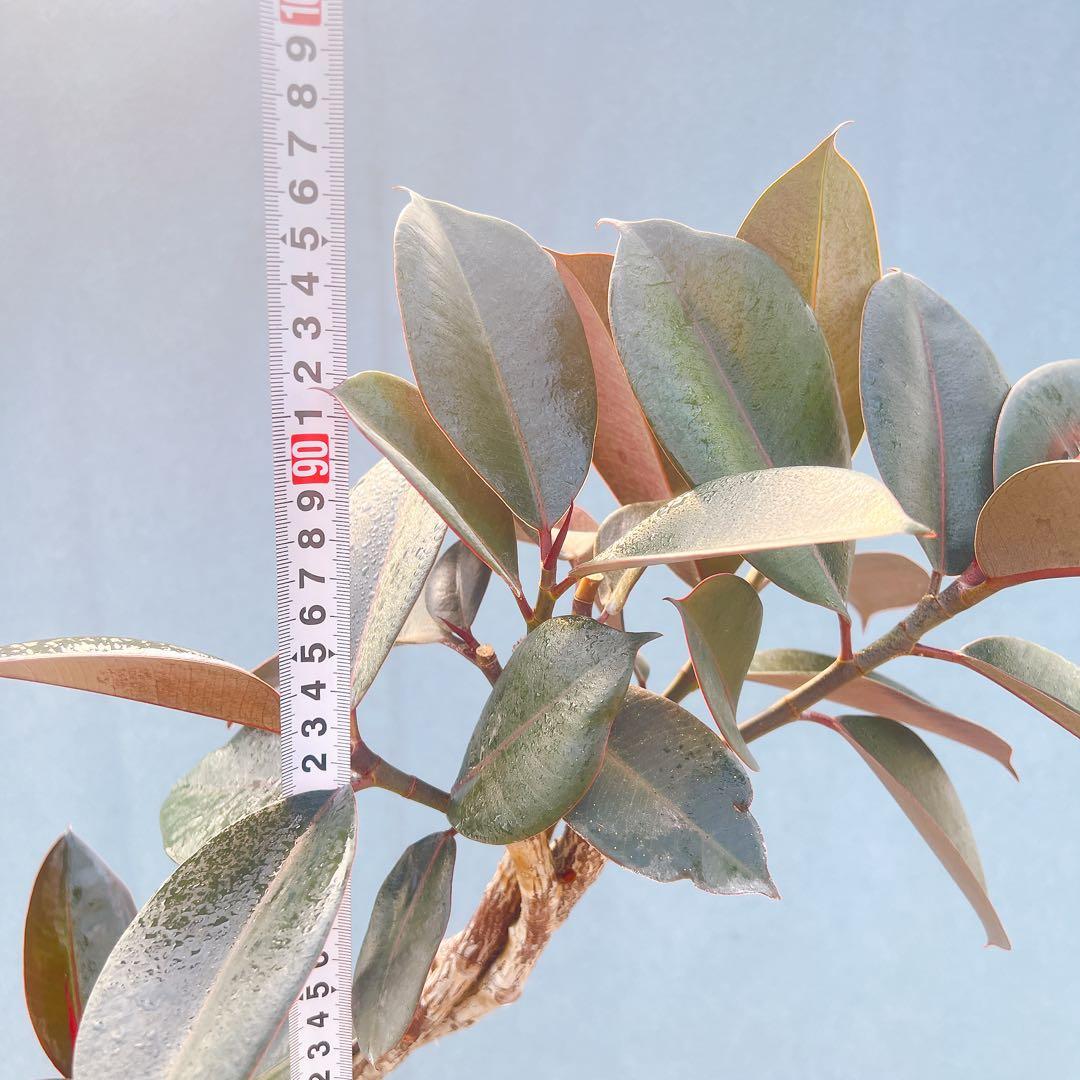 現品　フィカス　ゴムの木　バーガンディ　10番　フィカスバーガンディ　観葉植物