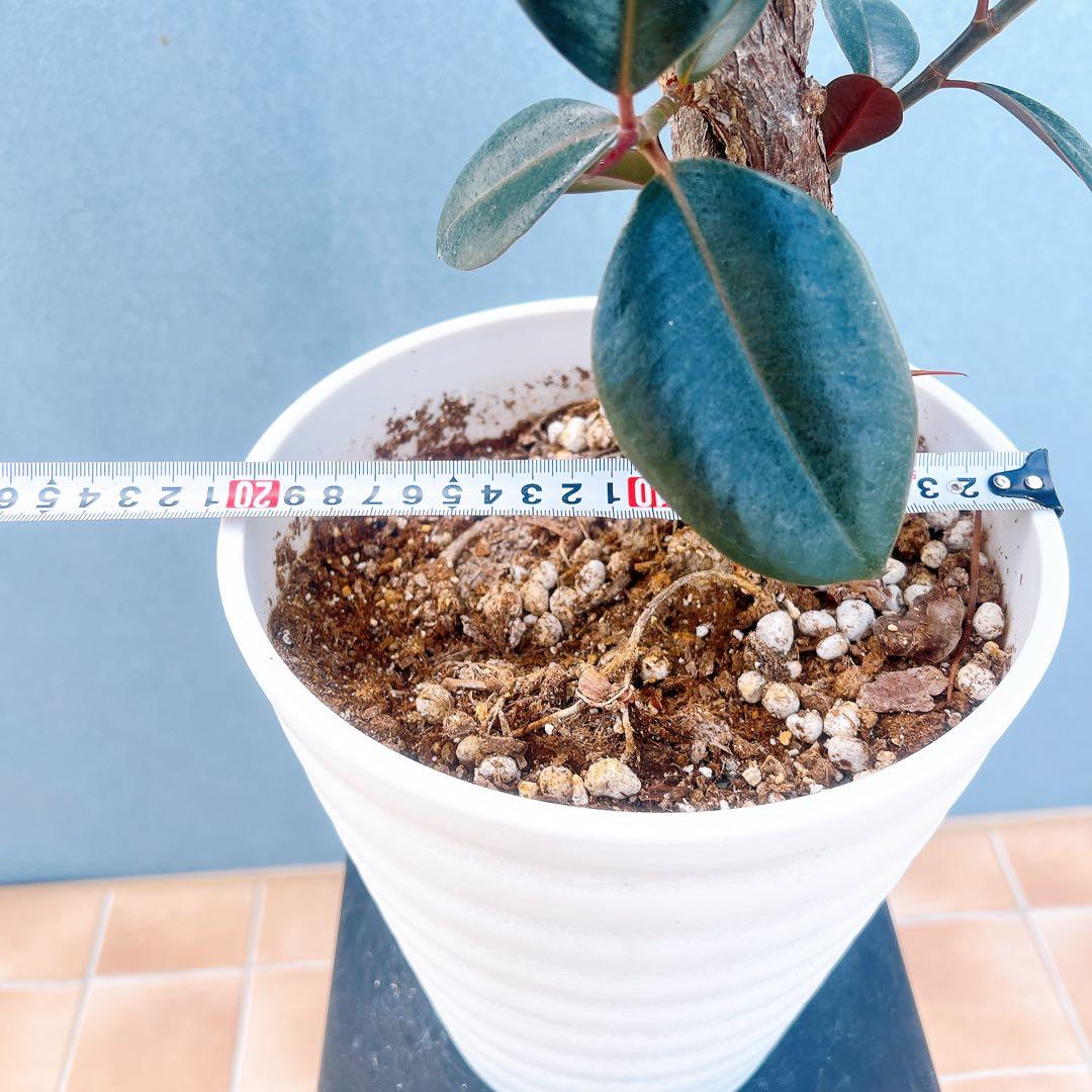 現品　フィカス　ゴムの木　バーガンディ　10番　フィカスバーガンディ　観葉植物