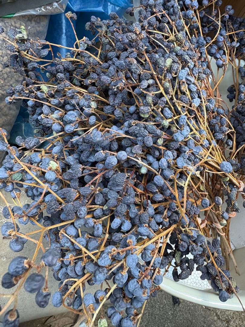 確認用　トウネズミモチ