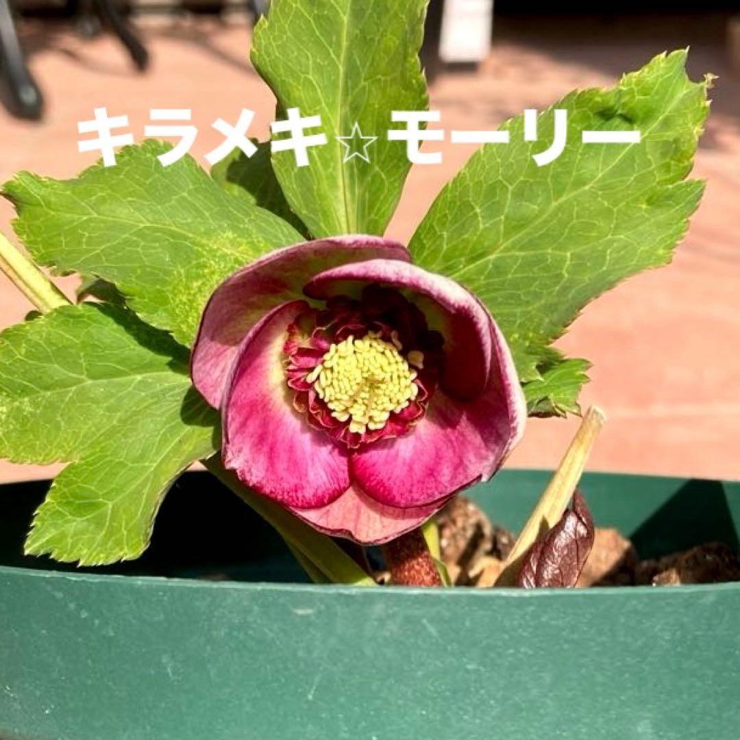 クリスマスローズ開花株 加藤農園　キラメキ⭐︎モーリー