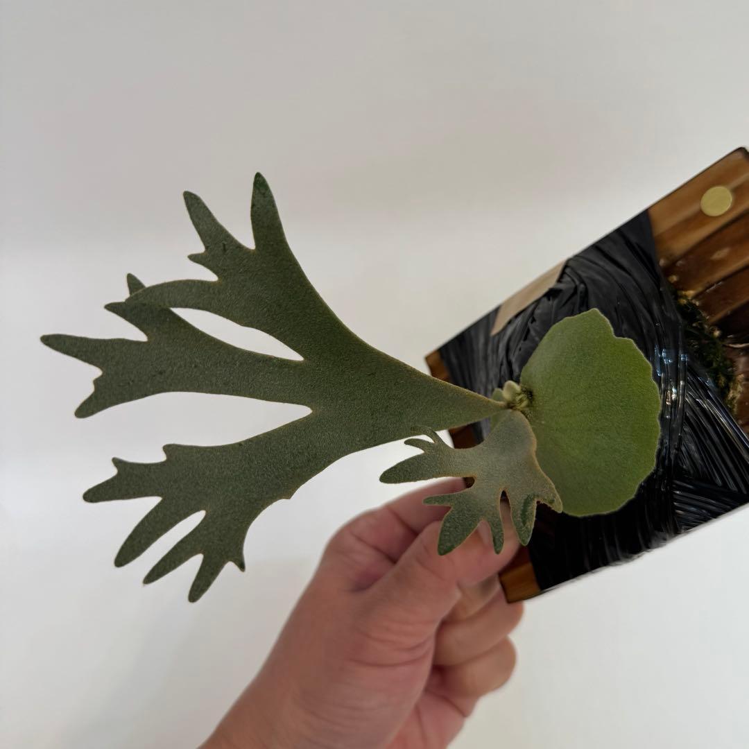 ◆ビカクシダ◆確認用２◆