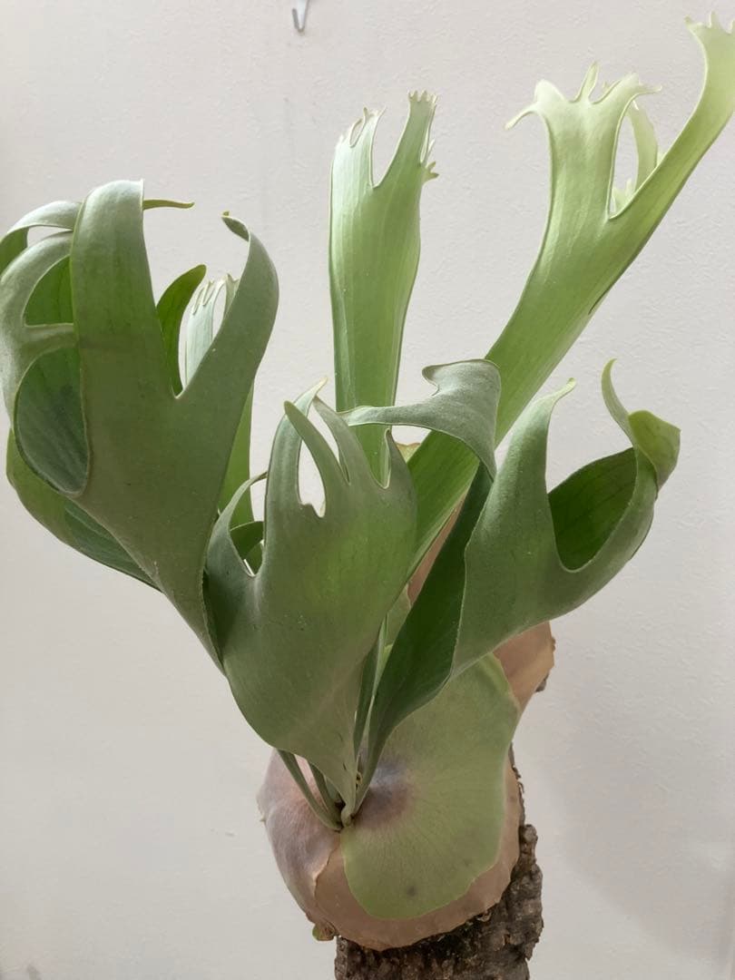 （訳あり）ビカクシダ　P. E-bid