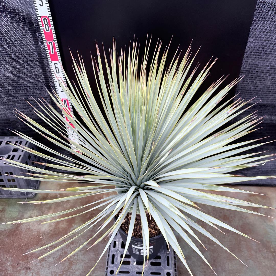 【AL1198】ユッカ　ロストラータ