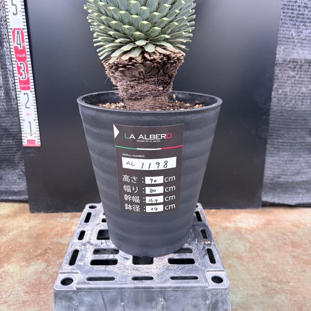 【AL1198】ユッカ　ロストラータ