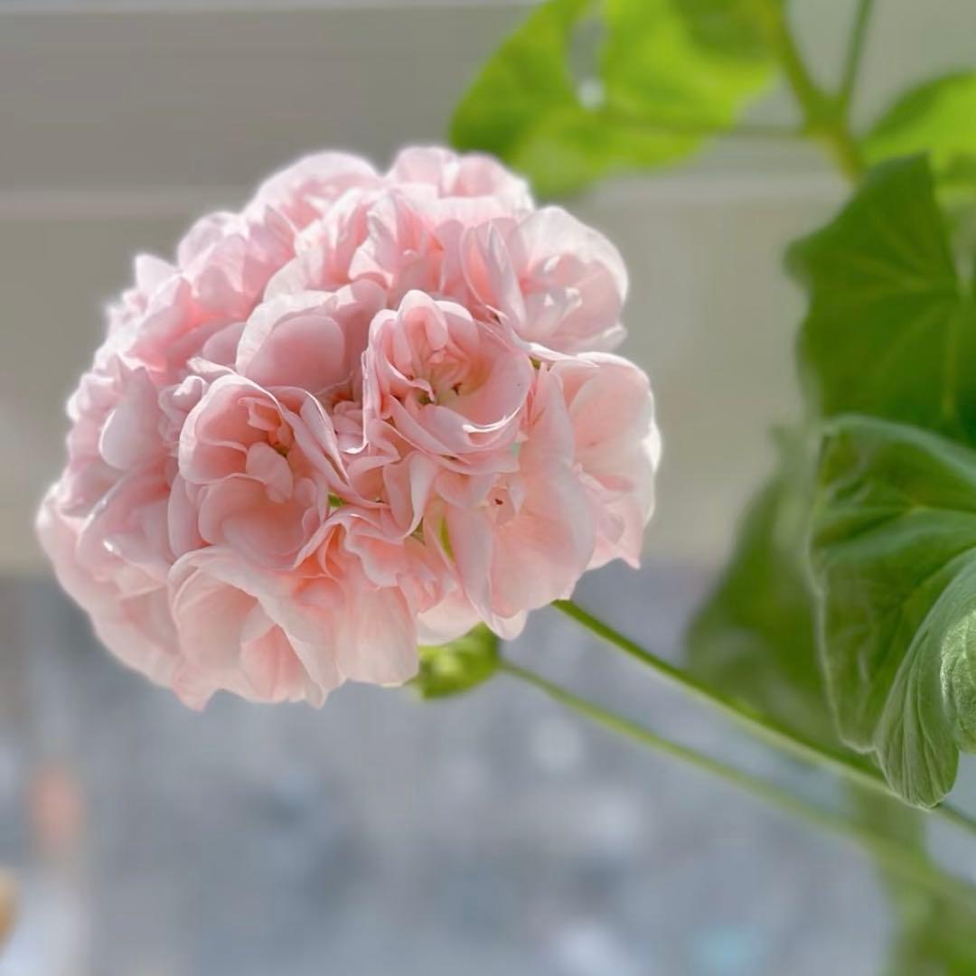 激レア品種ゼラニウム中苗　希少品種ゼラニウム苗　DMQ01