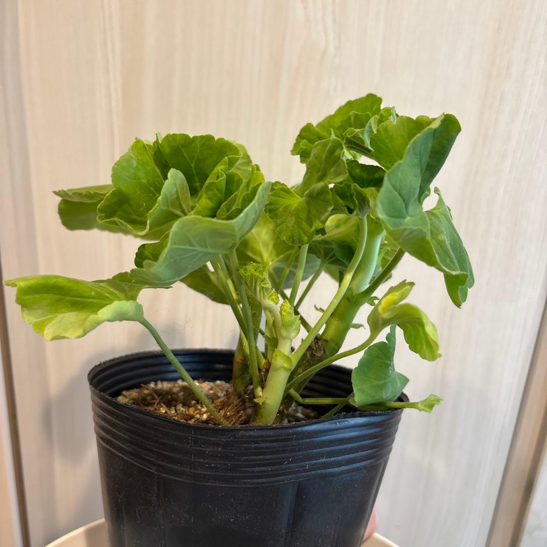 激レア品種ゼラニウム中苗　希少品種ゼラニウム苗　DMQ01