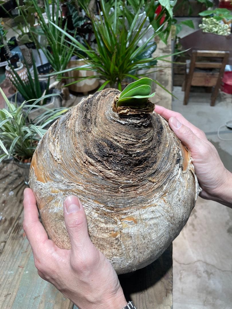 Boophane haemanthoides ブーファン・ハエマンソイデス