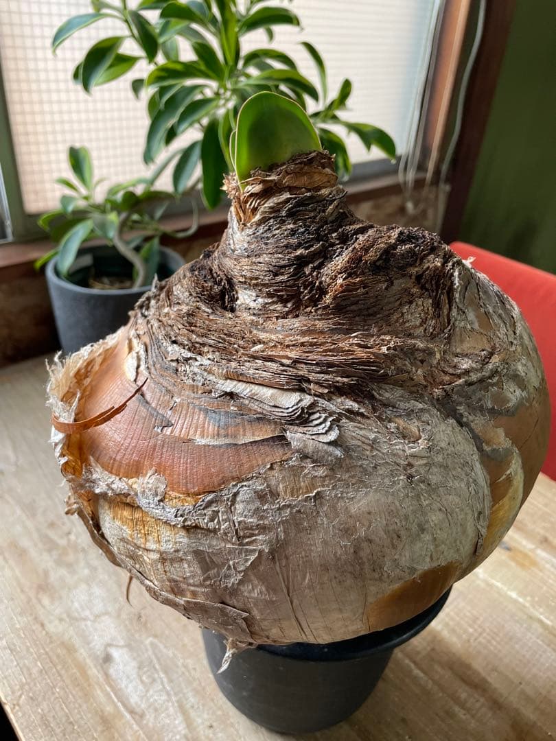 Boophane haemanthoides ブーファン・ハエマンソイデス