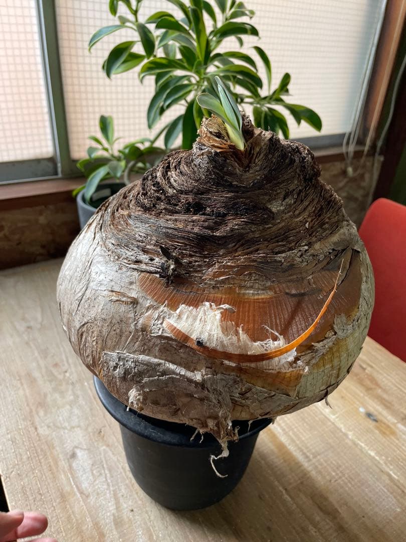 Boophane haemanthoides ブーファン・ハエマンソイデス