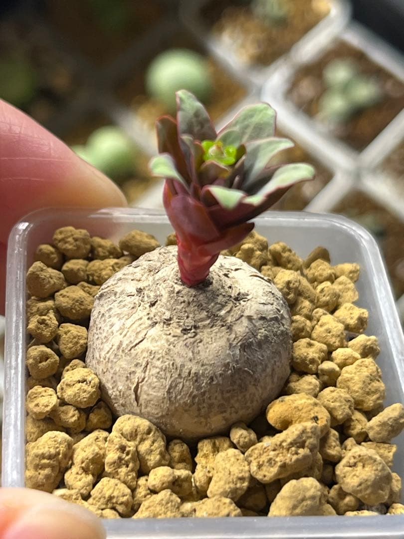 佐藤マリア様　取り置き ユーフォルビア　薔薇大戟　　塊根