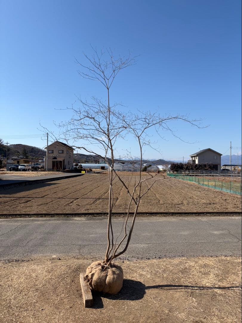 山採り ヤマツツジ 自然樹形