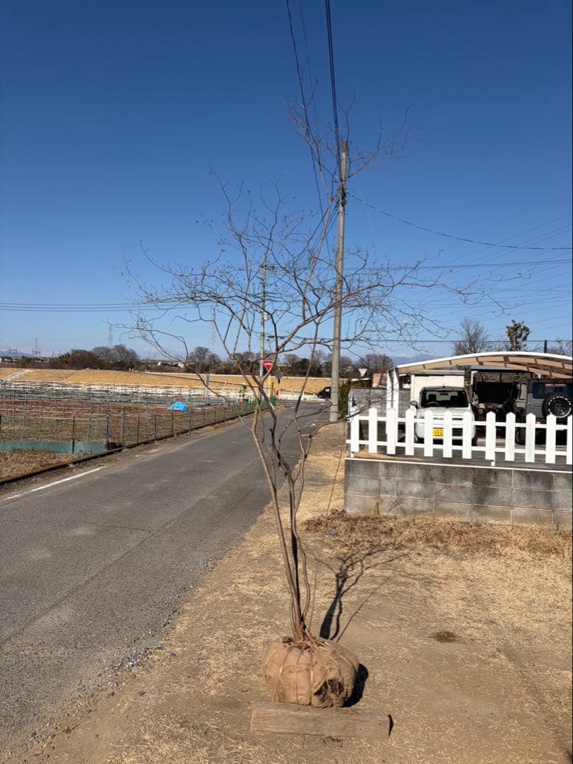山採り ヤマツツジ 自然樹形