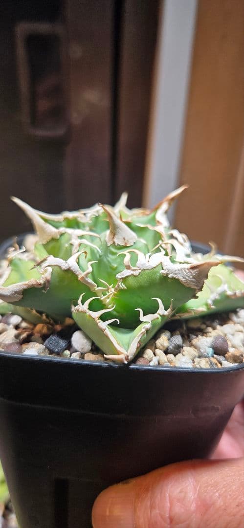 アガベ　白豪刺　子株付き　極上