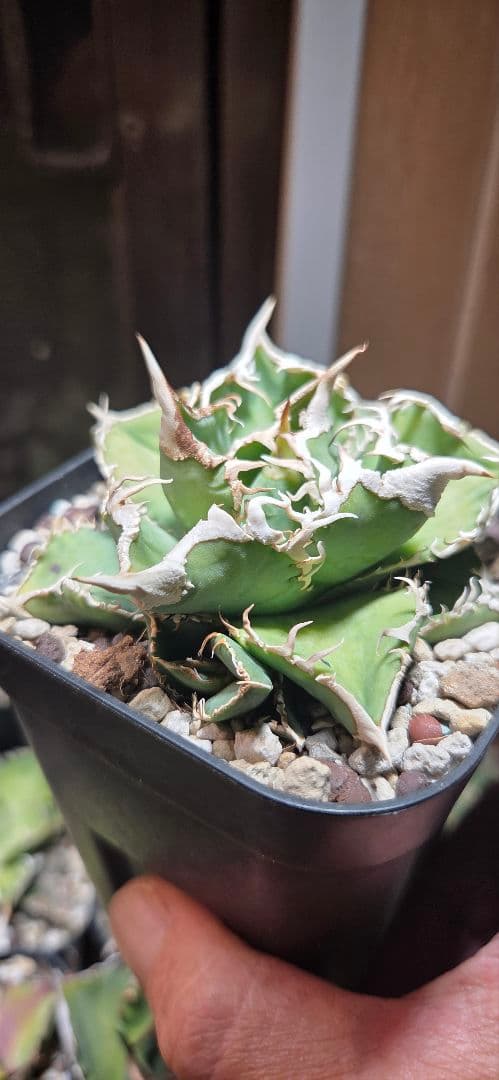 アガベ　白豪刺　子株付き　極上