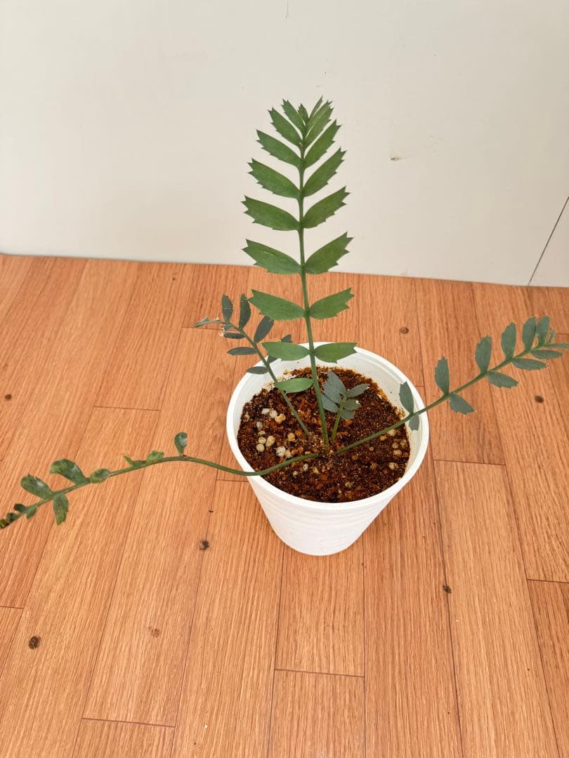 エンセファルトス　ホリダス　17