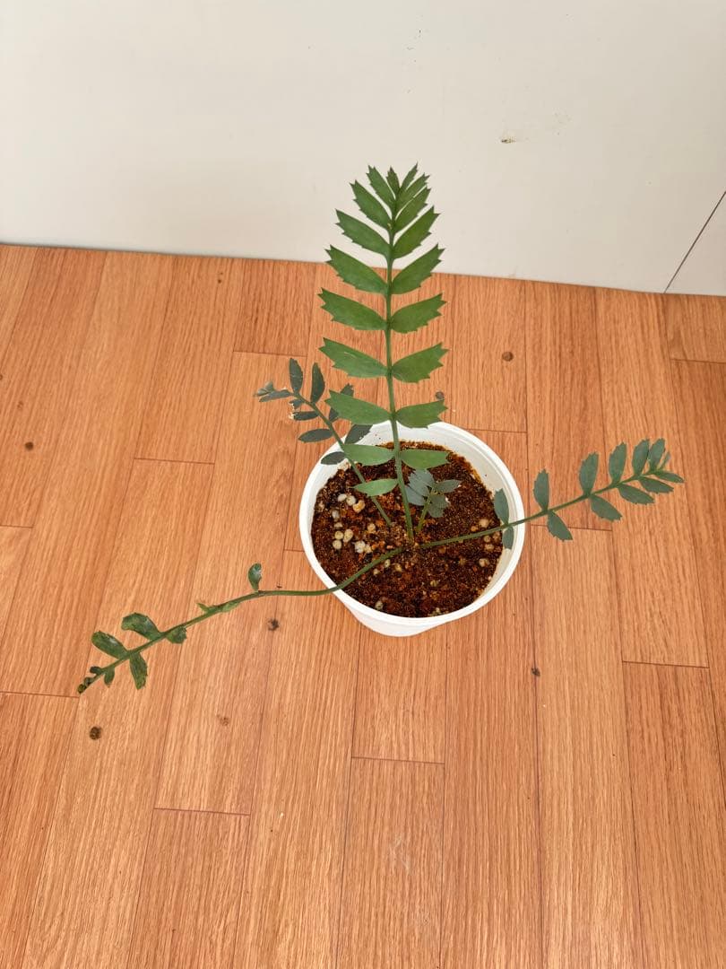 エンセファルトス　ホリダス　17