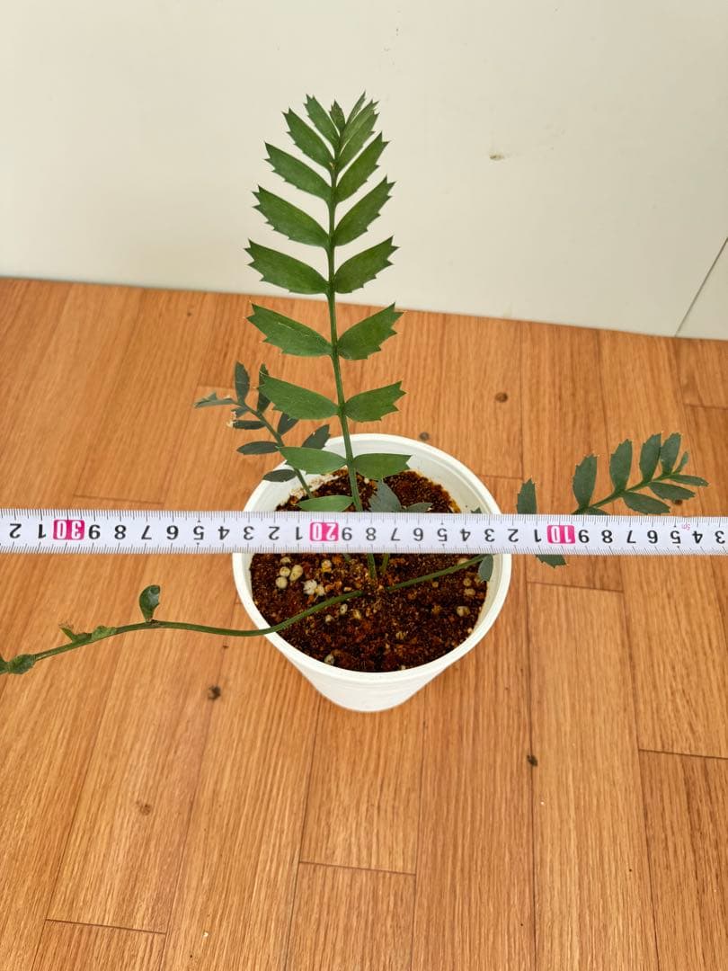 エンセファルトス　ホリダス　17