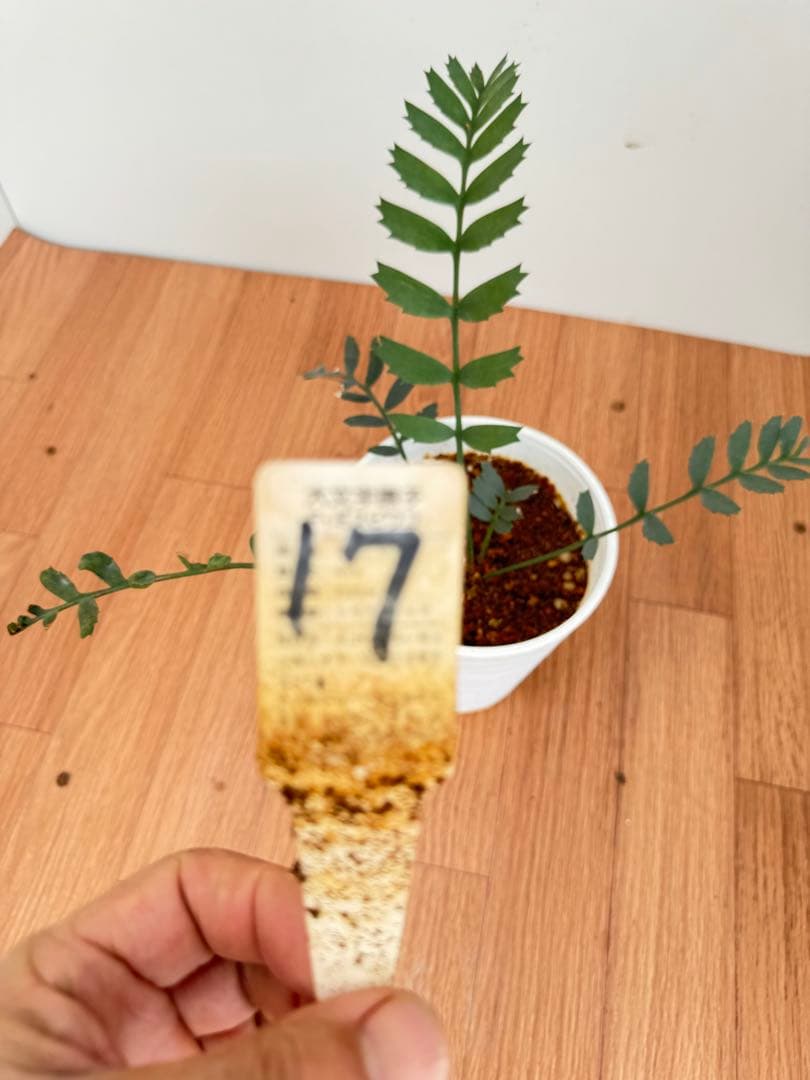 エンセファルトス　ホリダス　17