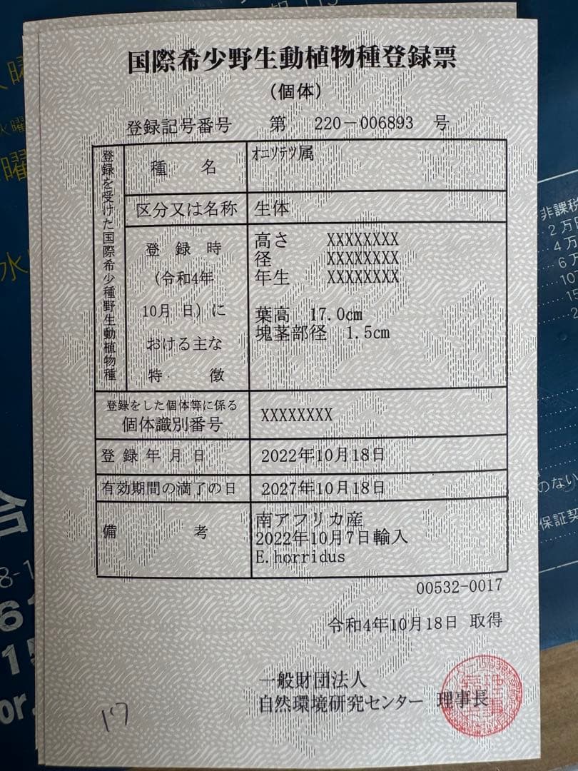 エンセファルトス　ホリダス　17