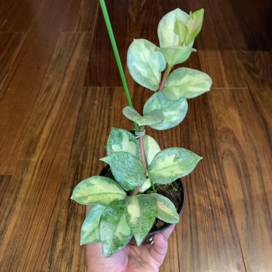 ホヤ アルゲンティアプリンセス【現品・タグ付・鉢付・メルカリ便】サクララン