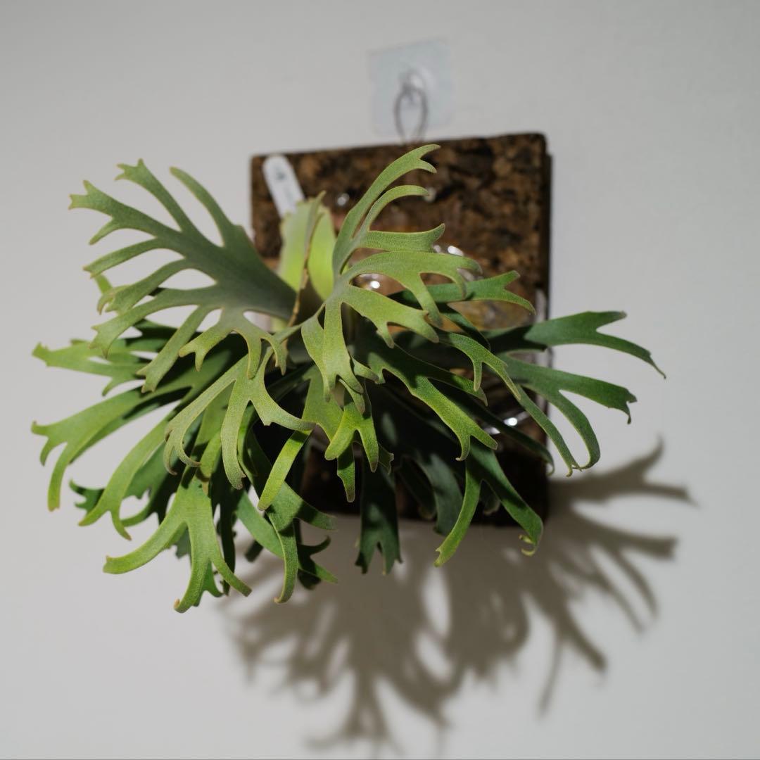 Moonlight x Celso selectドワーフ晴花由来OCビカクシダ