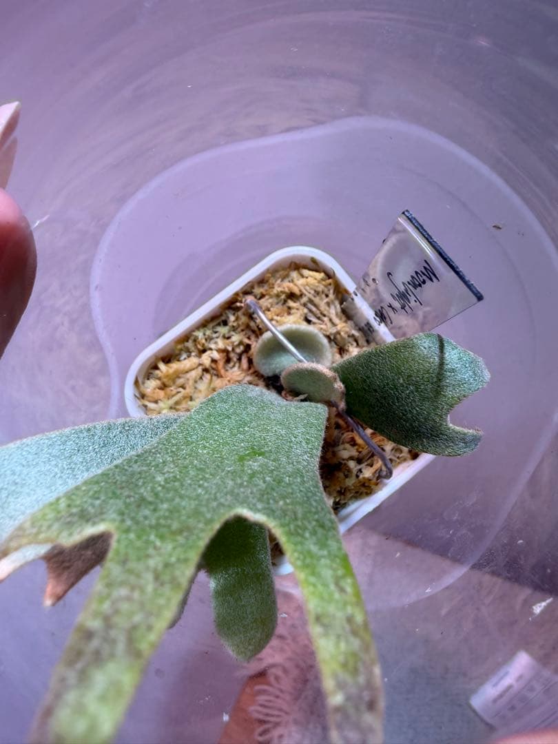 Moonlight x Celso selectドワーフ晴花由来OCビカクシダ