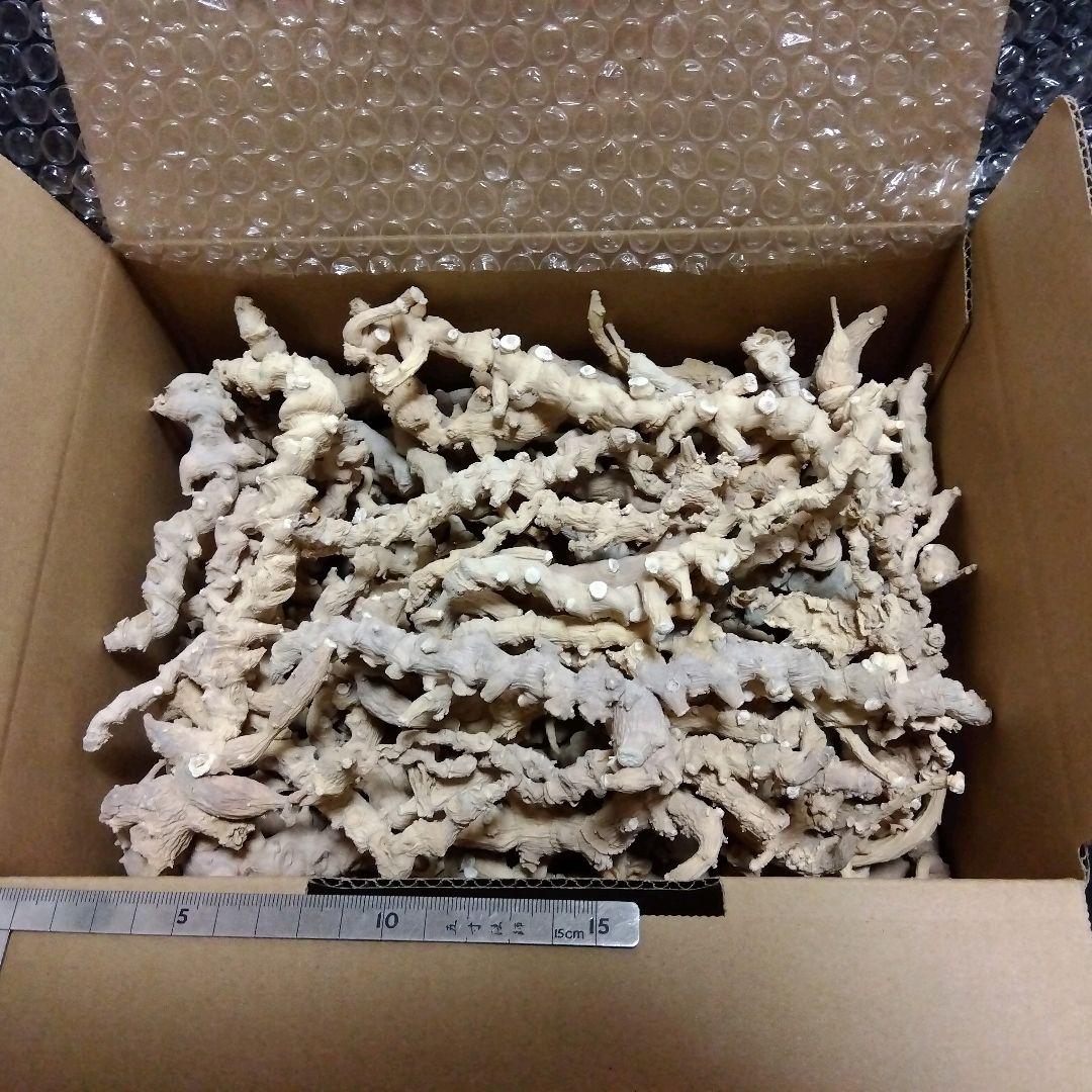 天然トチバニンジン乾燥品チクセツニンジン１０００グラム