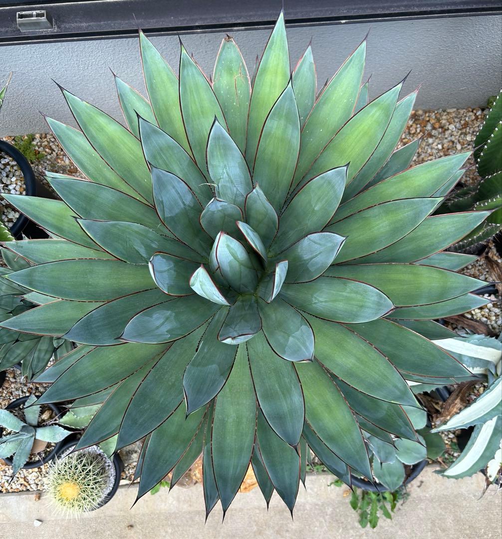 アガベ　ブルーグロー　超特大　美形　引き取り限定 　ドライガーデン　サボテン