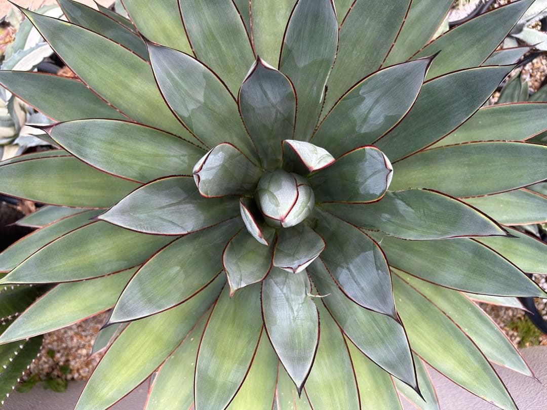 アガベ　ブルーグロー　超特大　美形　引き取り限定 　ドライガーデン　サボテン