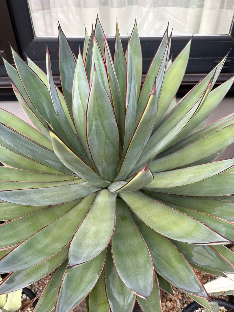 アガベ　ブルーグロー　超特大　美形　引き取り限定 　ドライガーデン　サボテン