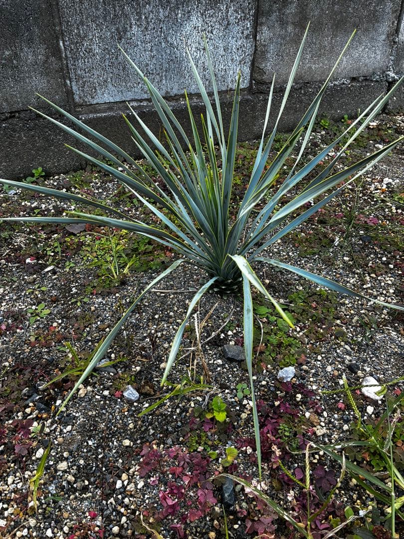 ユッカ・ロストラータ　Yucca rostrata