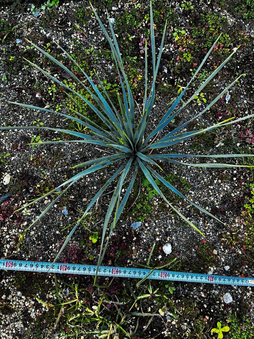 ユッカ・ロストラータ　Yucca rostrata