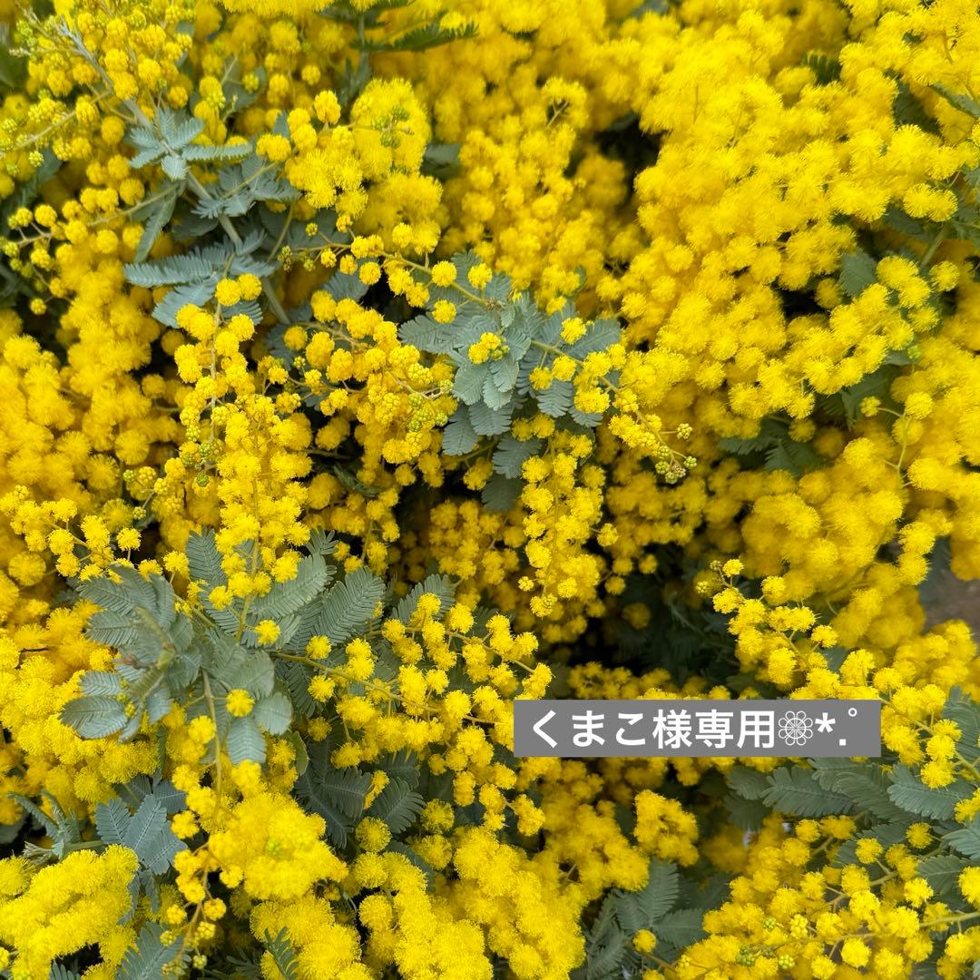 くまこ❁⃘*.゜