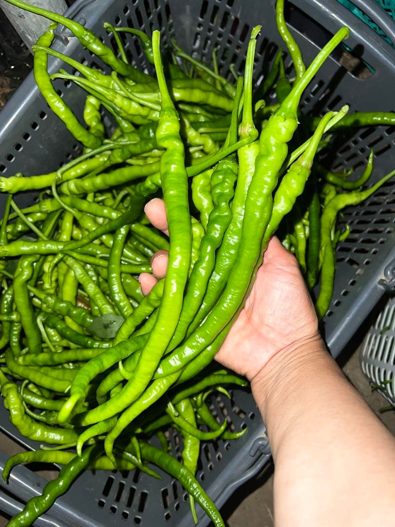 momo品激辛 絲椒 (老品種湖南絲椒 ）11kg長野県産今季も終了間近！