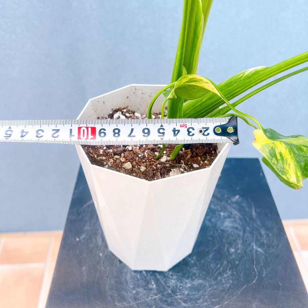 現品　モンステラ　オーレア　マルマラータ　89番　斑入り　希少　レア　観葉植物