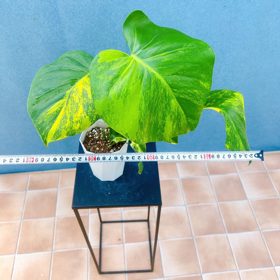 現品　モンステラ　オーレア　マルマラータ　89番　斑入り　希少　レア　観葉植物