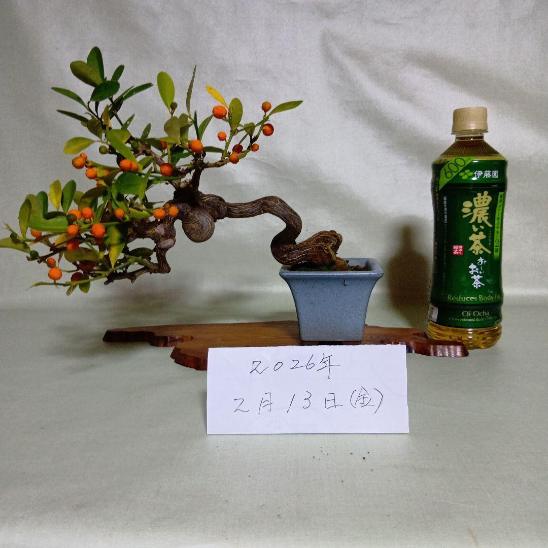 キンズ小品盆栽　実付き　黒松盆栽、五葉松盆栽、真柏盆栽、赤松盆栽