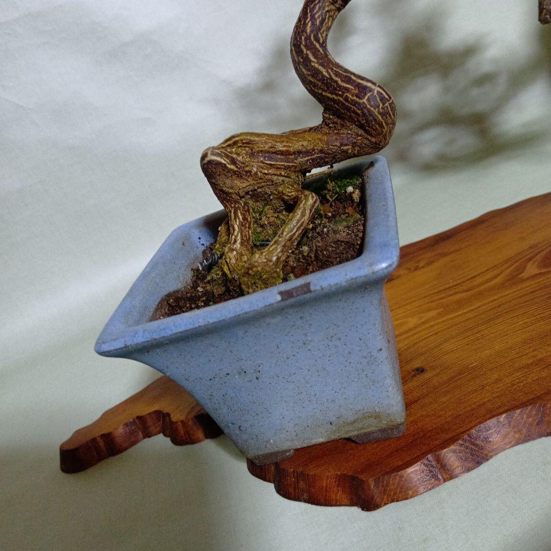 キンズ小品盆栽　実付き　黒松盆栽、五葉松盆栽、真柏盆栽、赤松盆栽