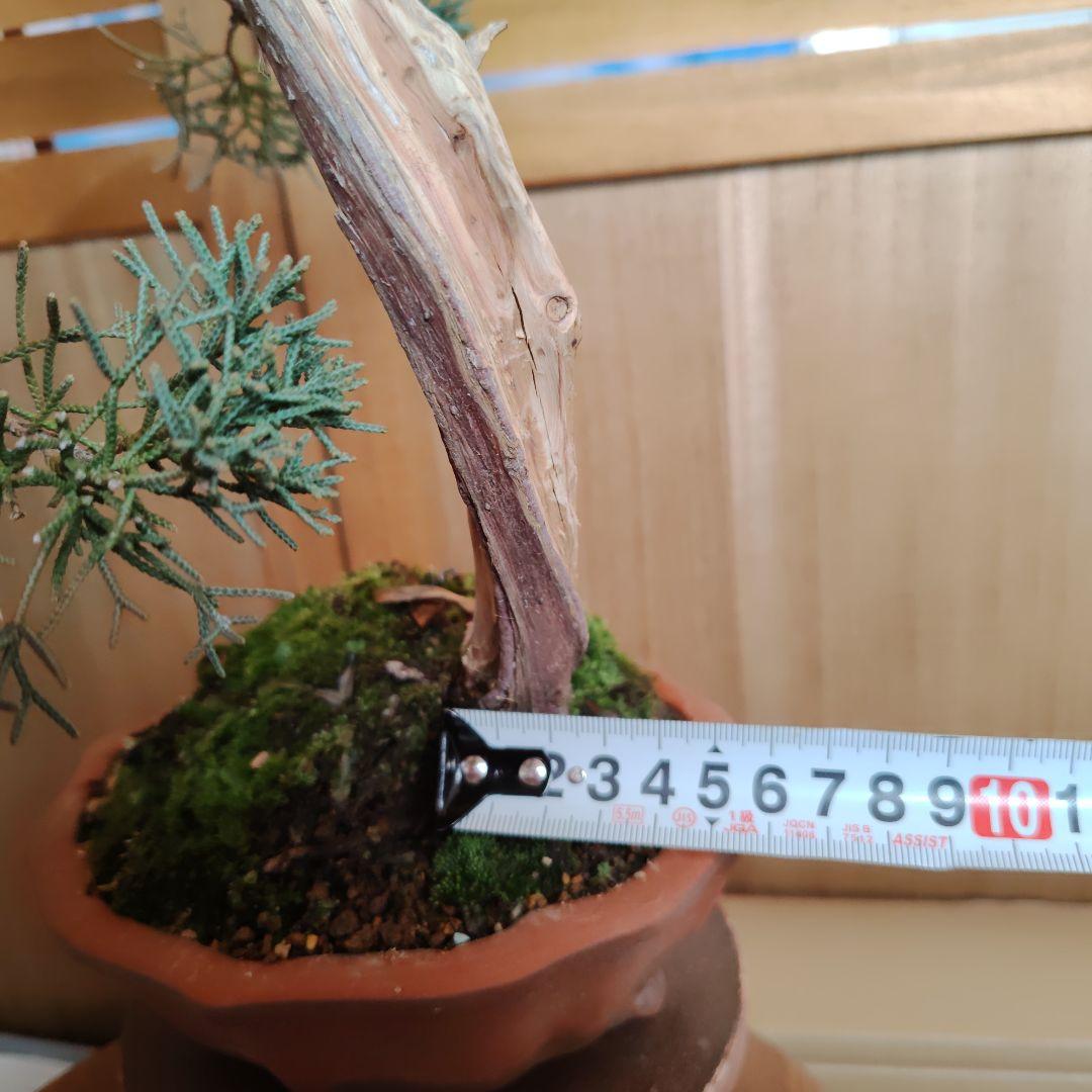 紀州真柏Ａ 朱泥木瓜鉢 金慶堂造