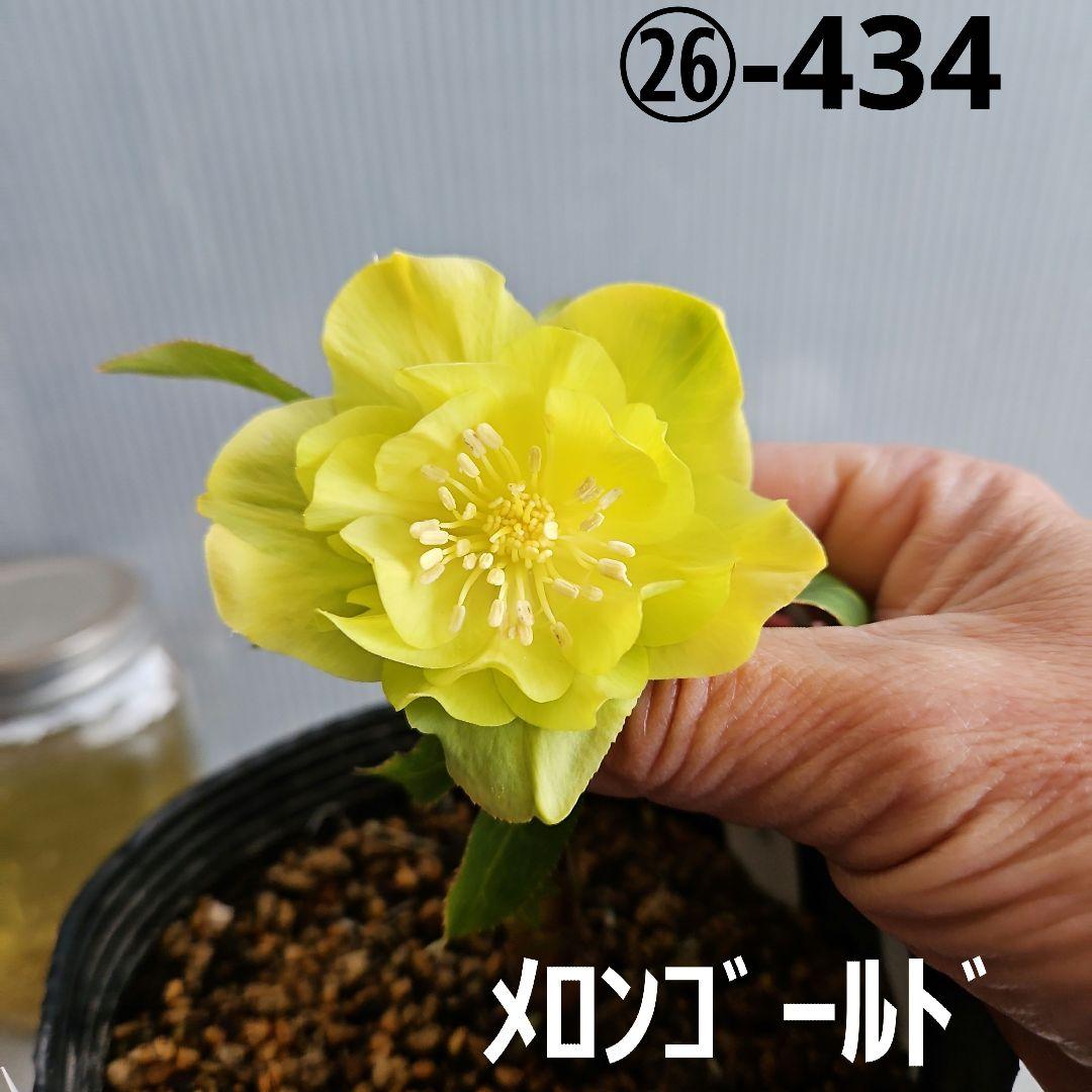 謙信様ご確認苗㉖-434クリスマスローズ