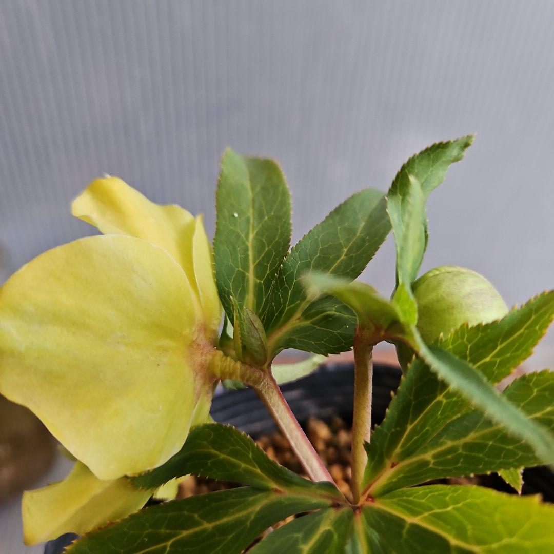 謙信様ご確認苗㉖-434クリスマスローズ