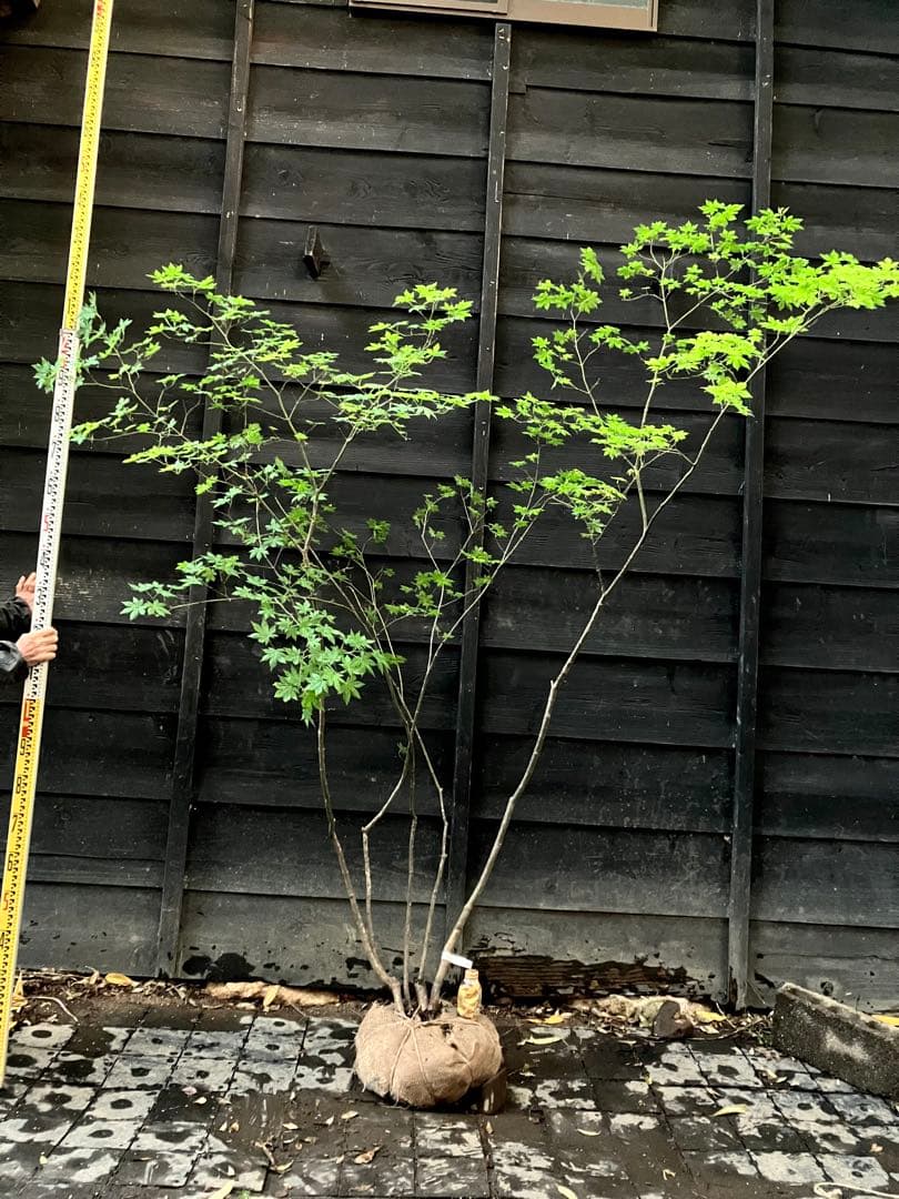 40 山採り　ヤマモミジ