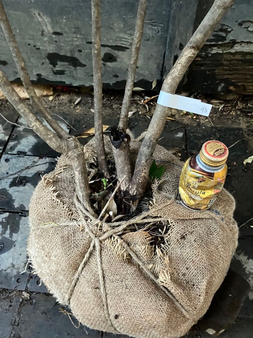 40 山採り　ヤマモミジ