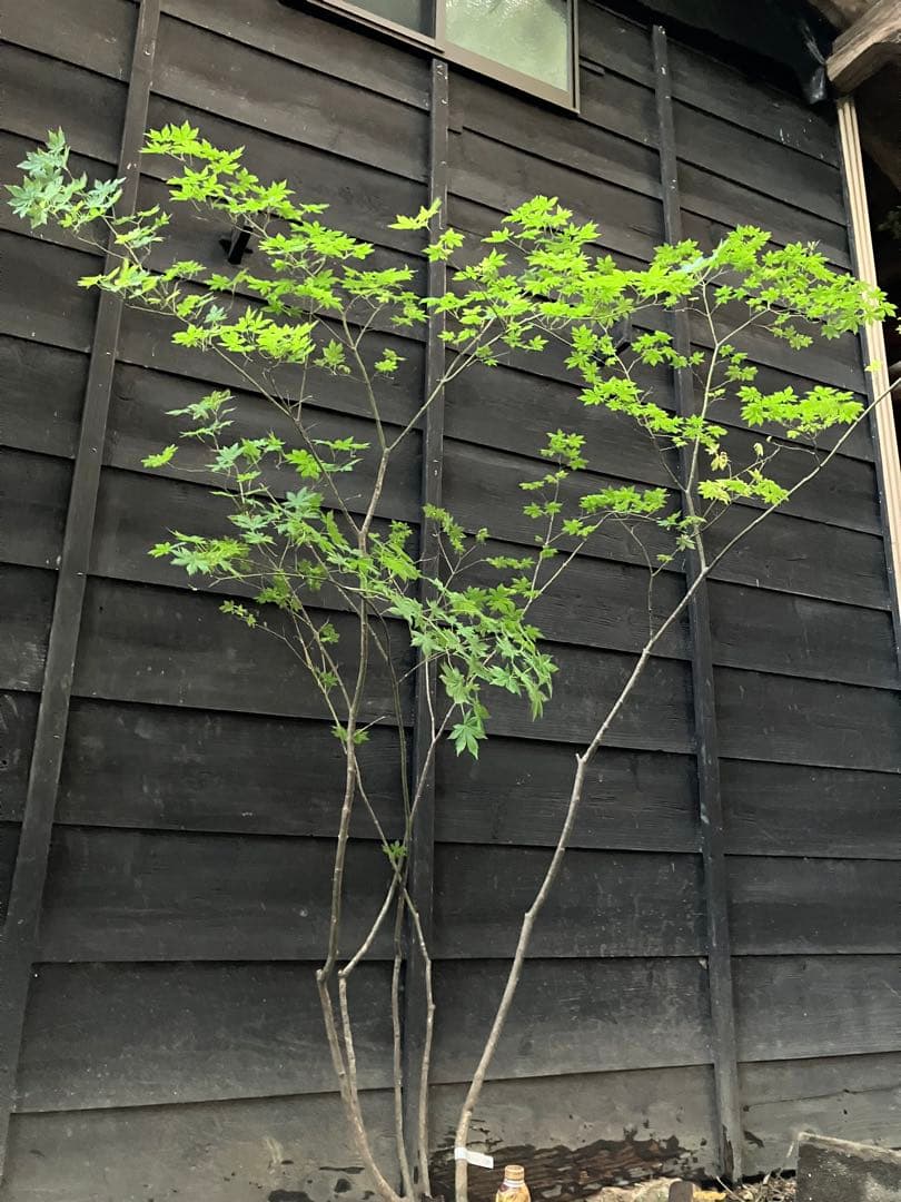 40 山採り　ヤマモミジ