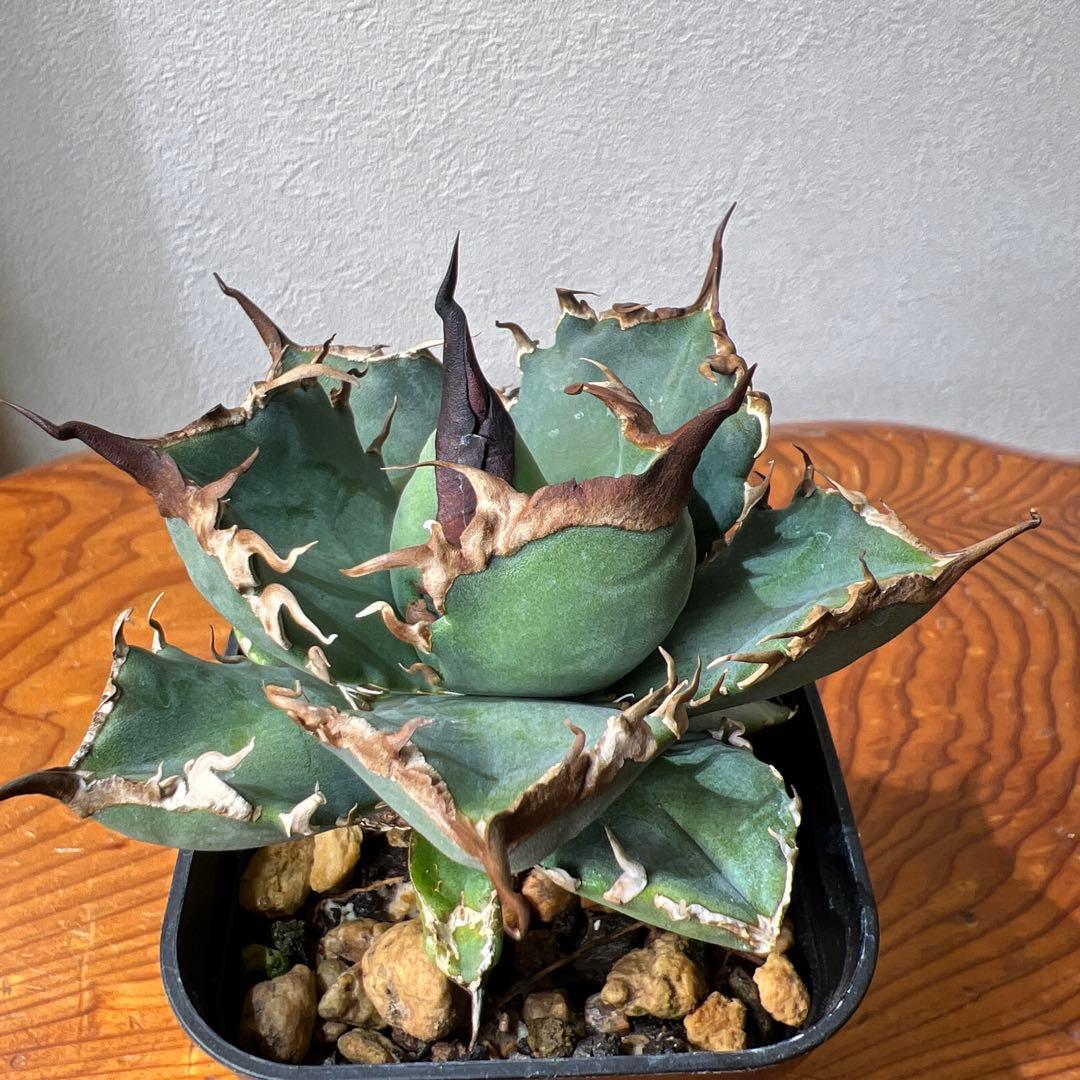 アガベ 海星 ①