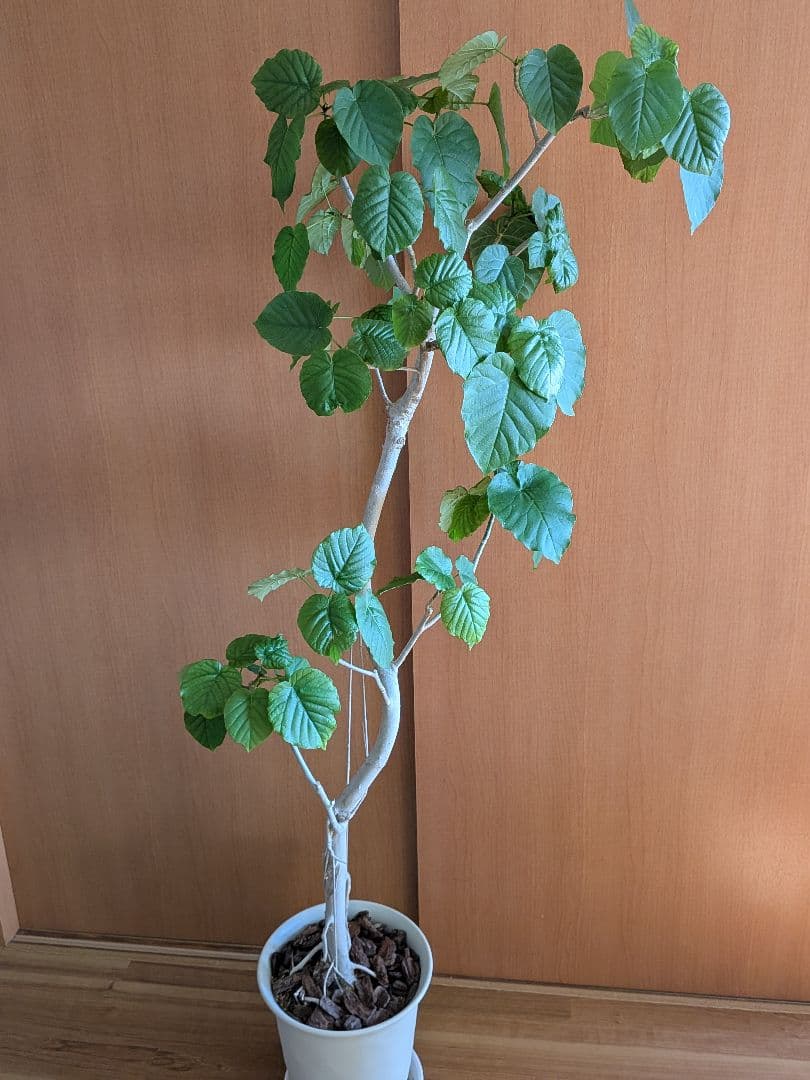 ◼️フィカスウンベラータ◼️大型180センチ　観葉植物
