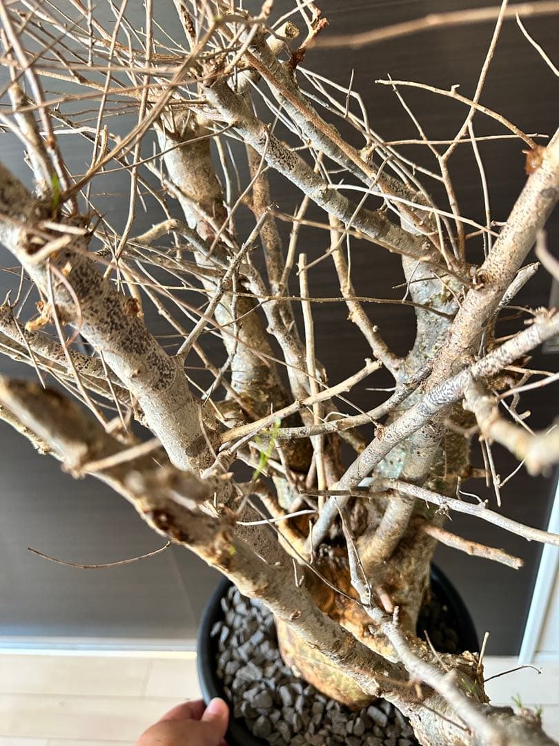 n*o様 超特大 コミフォラ フンベルティ Commiphora Humbert